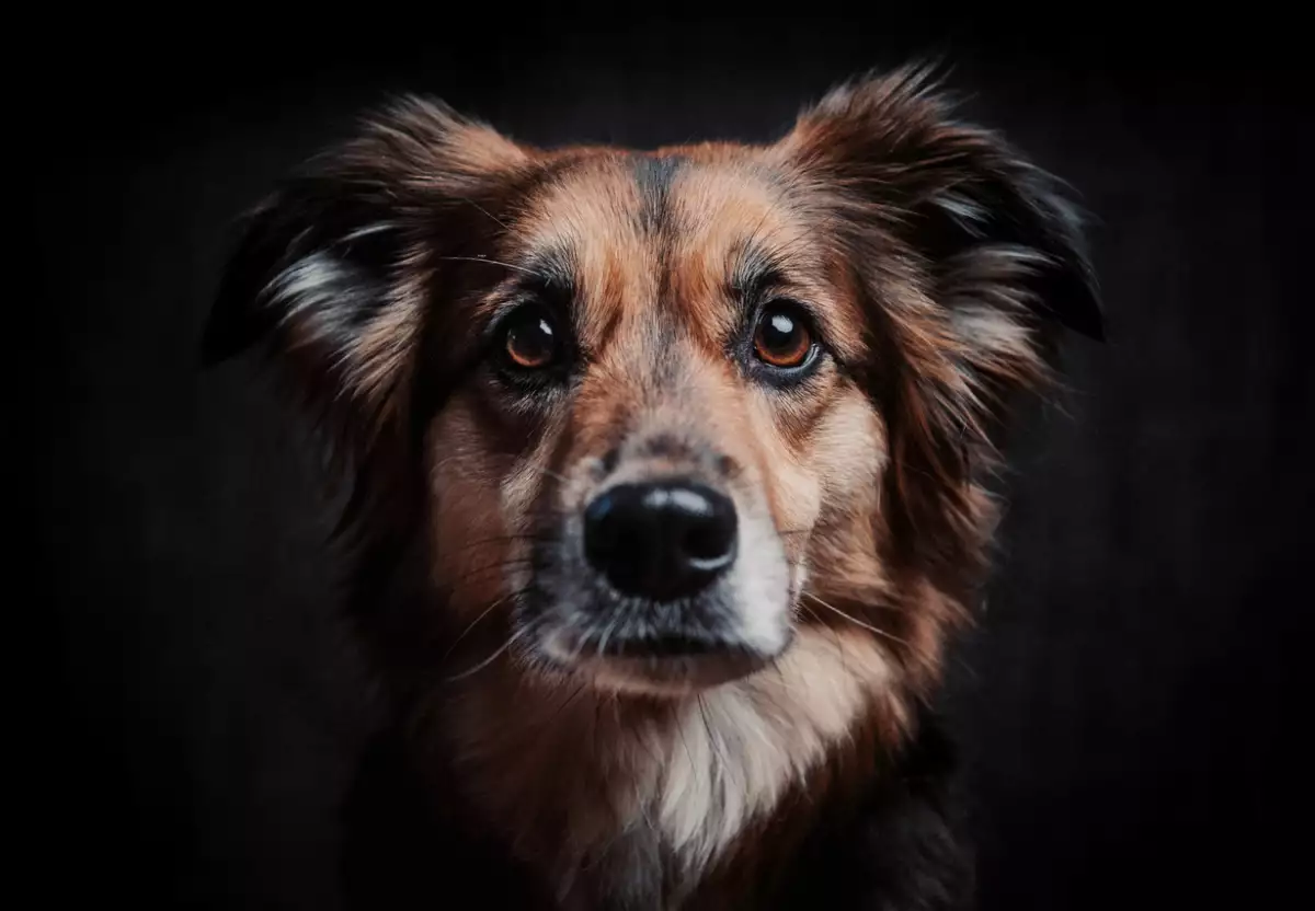 origen del dia mundial del perro