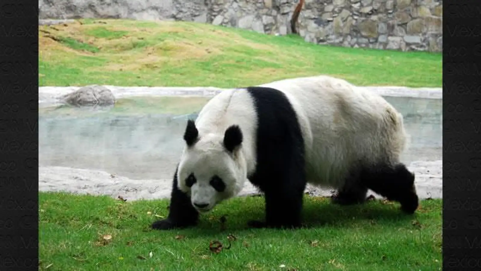 Panda Shuan Shuan