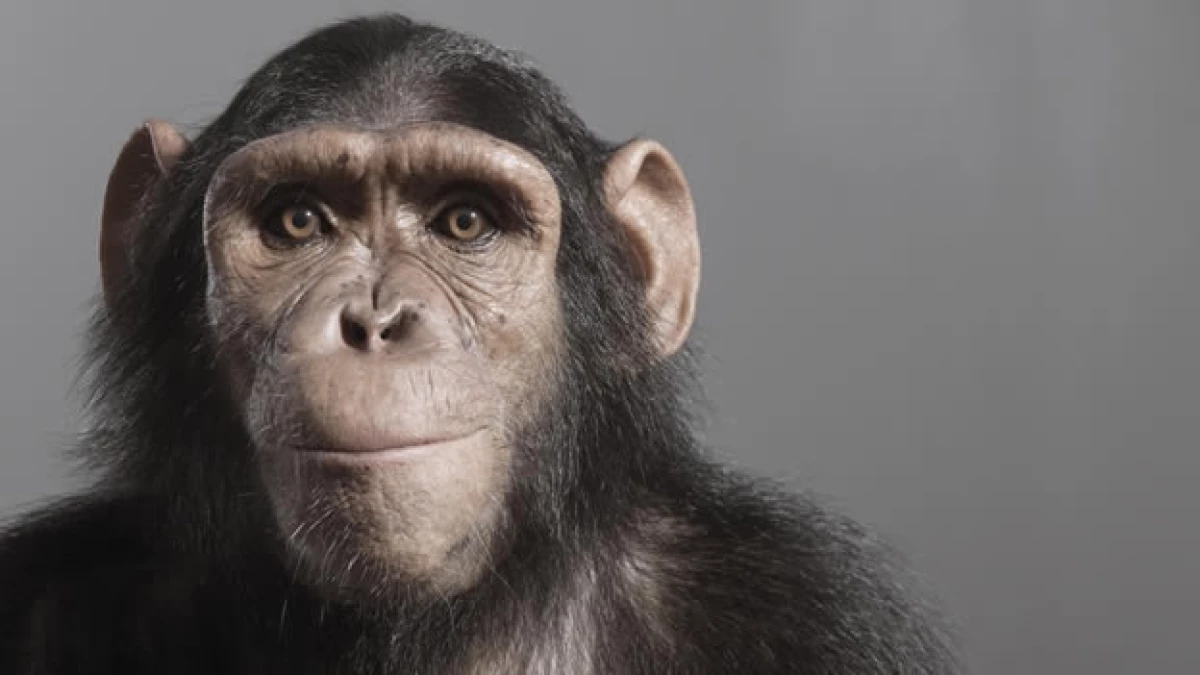 Chimpance