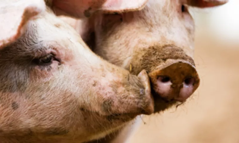El aumento en las ventas de carne de puerco y porcinos vivos se debe al contexto actual que vive esa industria, dijo Kuo. (Foto: iStock by Getty Images.)