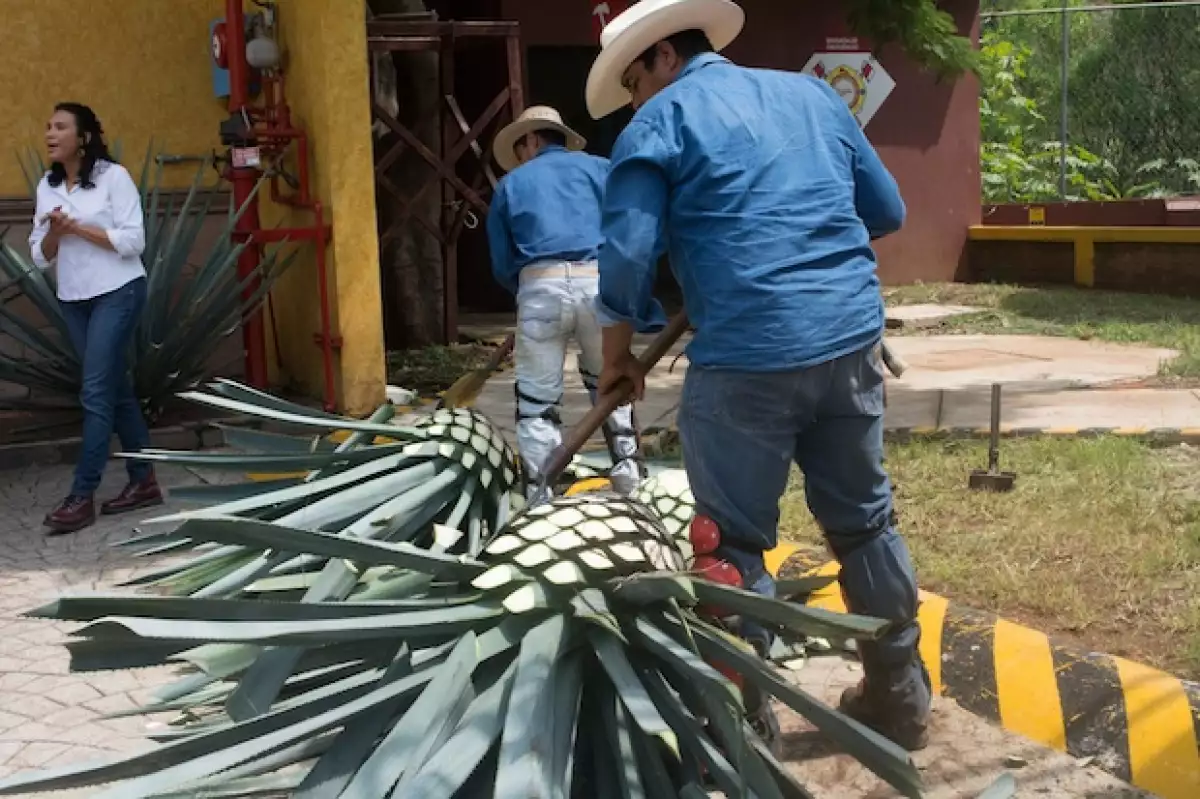 Jimador en La Primavera