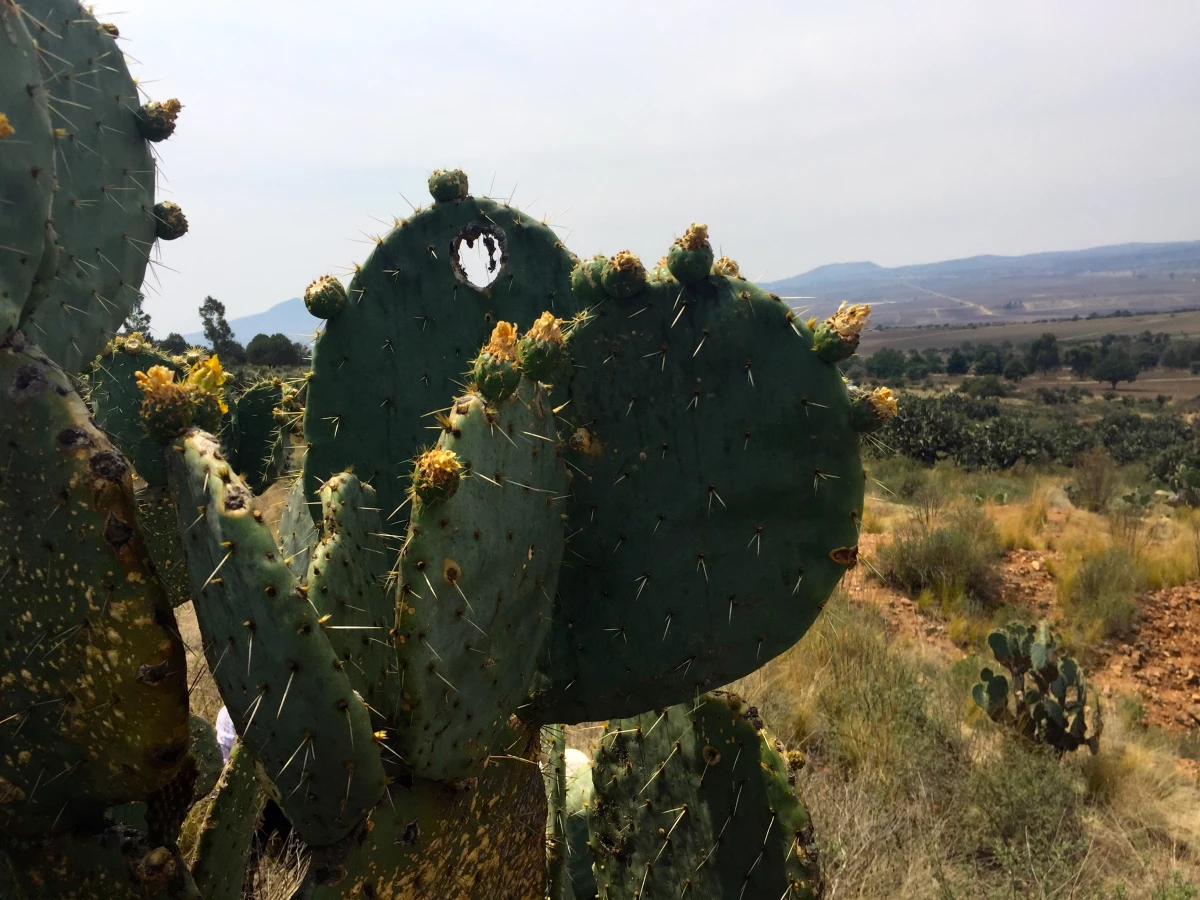 Tlaxcala