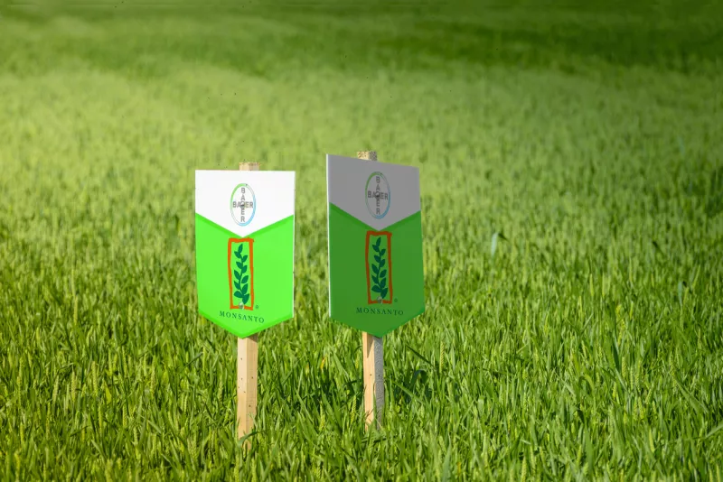 Bayer and Monsanto in a crops field
