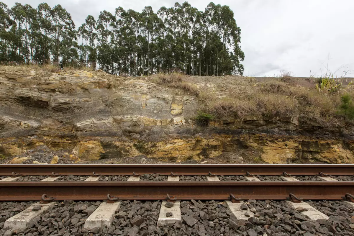 descubren-bosque-brasil