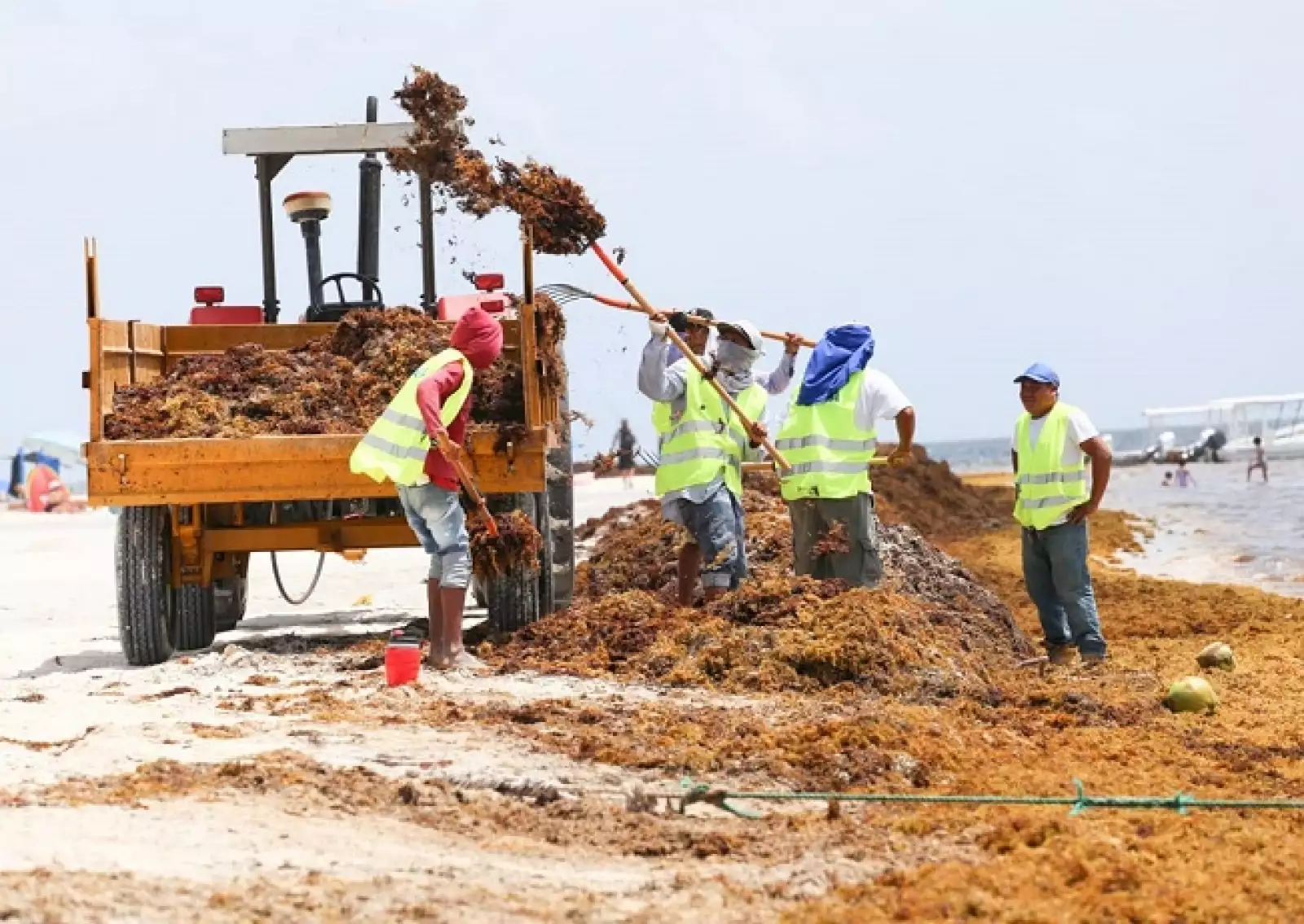 acumulaci�n de sargazo 7