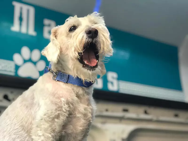 Life and Style Día del Perro 4.jpeg