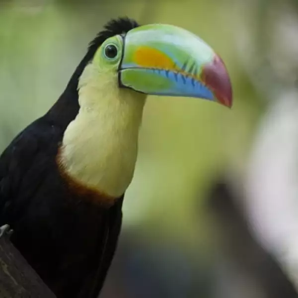 tucan