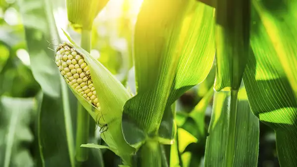 Monsanto ha estado concentrada últimamente en ganar participación en el mercado convencional de maíz en Ucrania. (Foto: Getty Images)