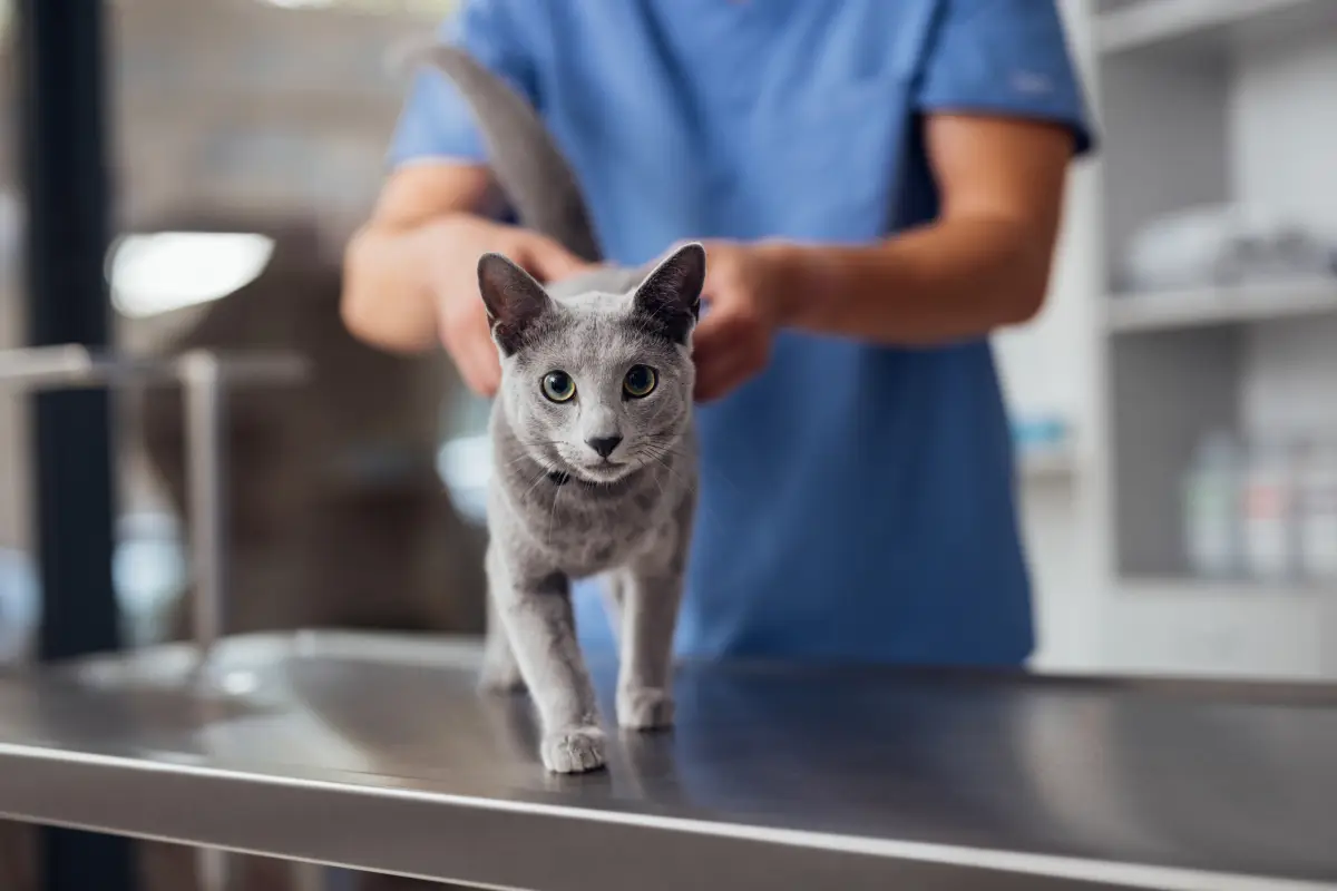 ¿La salud de tus mascotas a precio justo? Farmacias Similares lanza su apuesta