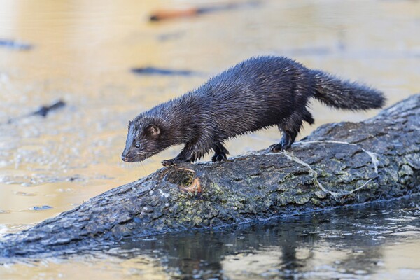 Foto: Shutterstock