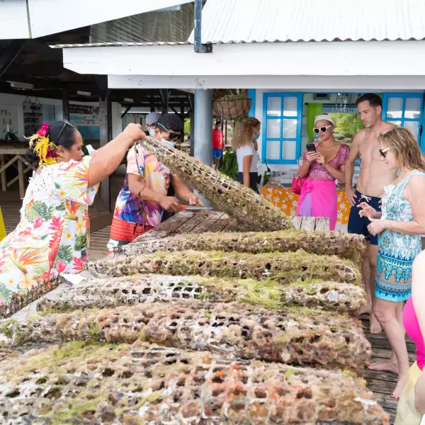 Exclusive - Paris Hilton and Carter Reum Honeymoon in the South Pacific - 20 Nov 2021