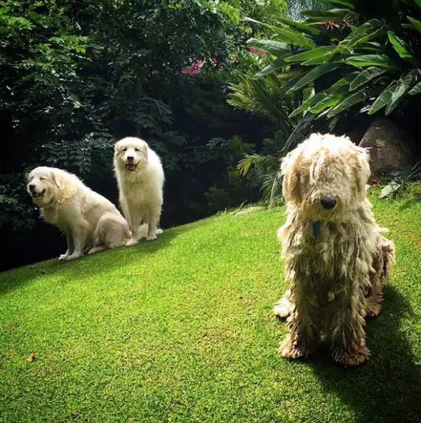 Estos son algunas de las tiernas mascotas del cantante tapatío.
