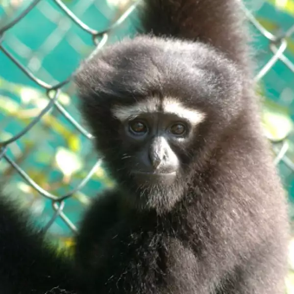 La mitad de los primates en el mundo en riesgo de extinción