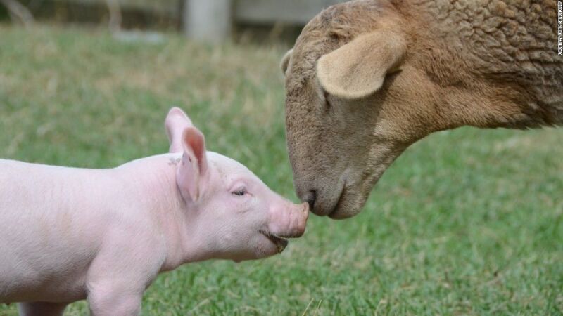 Amistad