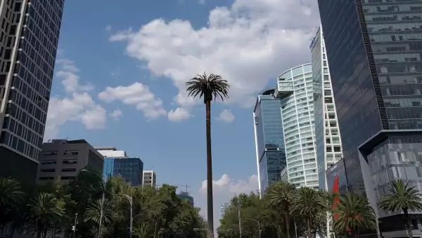 palma de reforma
