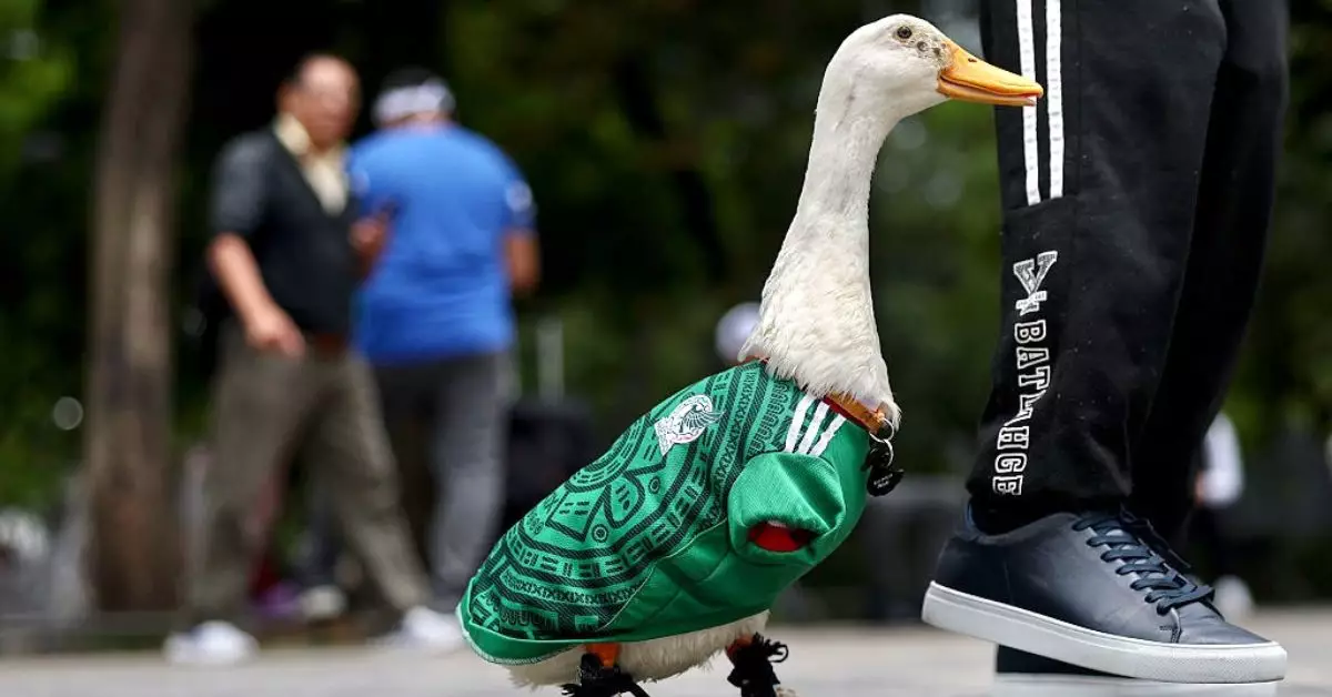 Presentan Ley Merlín Pato
