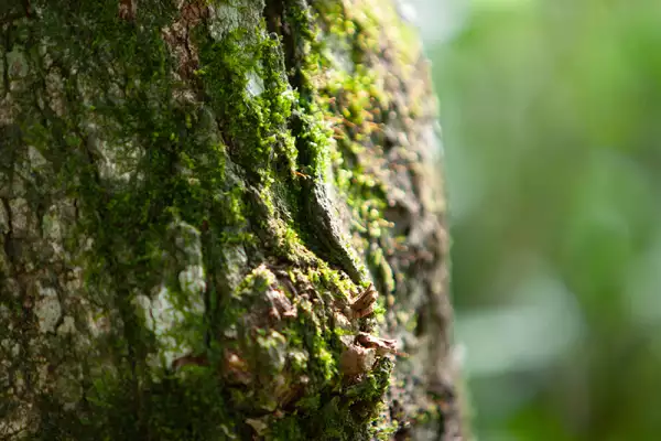 Foto: Shutterstock