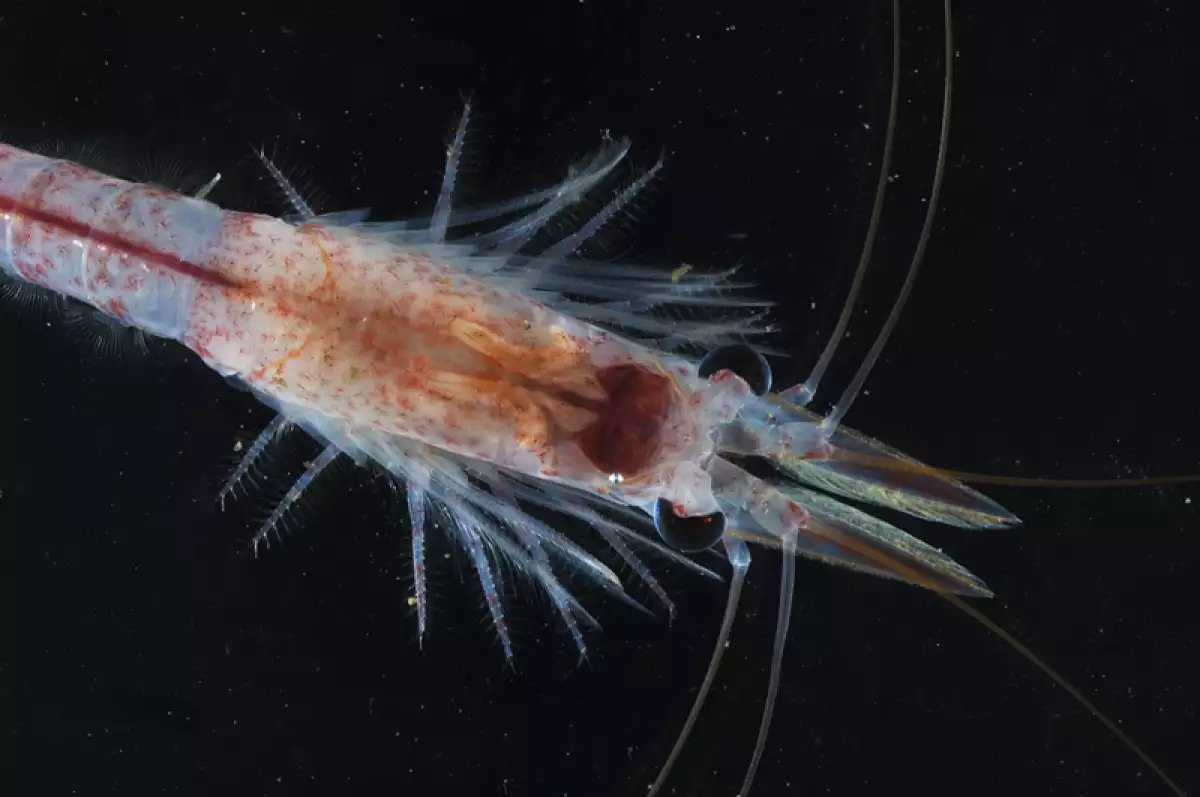 Misterioso ecosistema marino en la Antártida