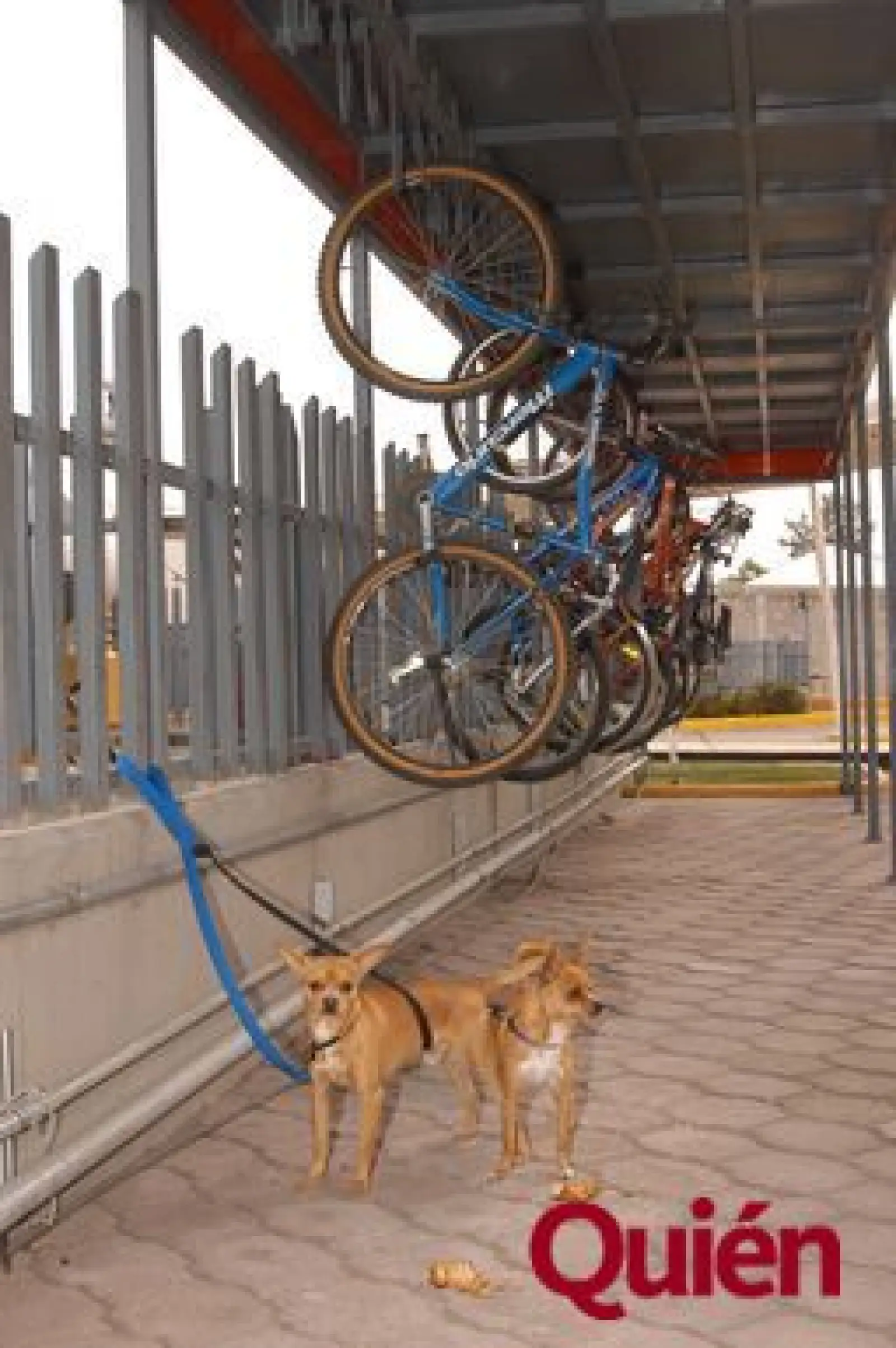 Perros