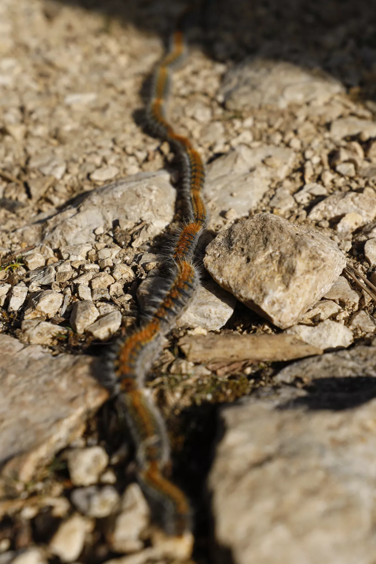 Pine processionary caterpillar in the forest of Sierra de Cazorla, Spain - 12 Feb 2022