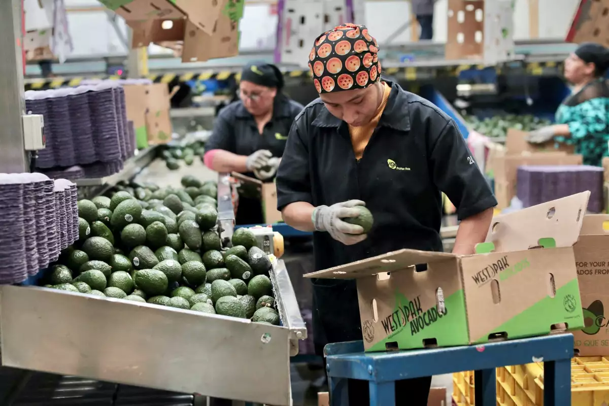 Aguacate