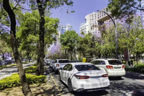 para que servira el olinia