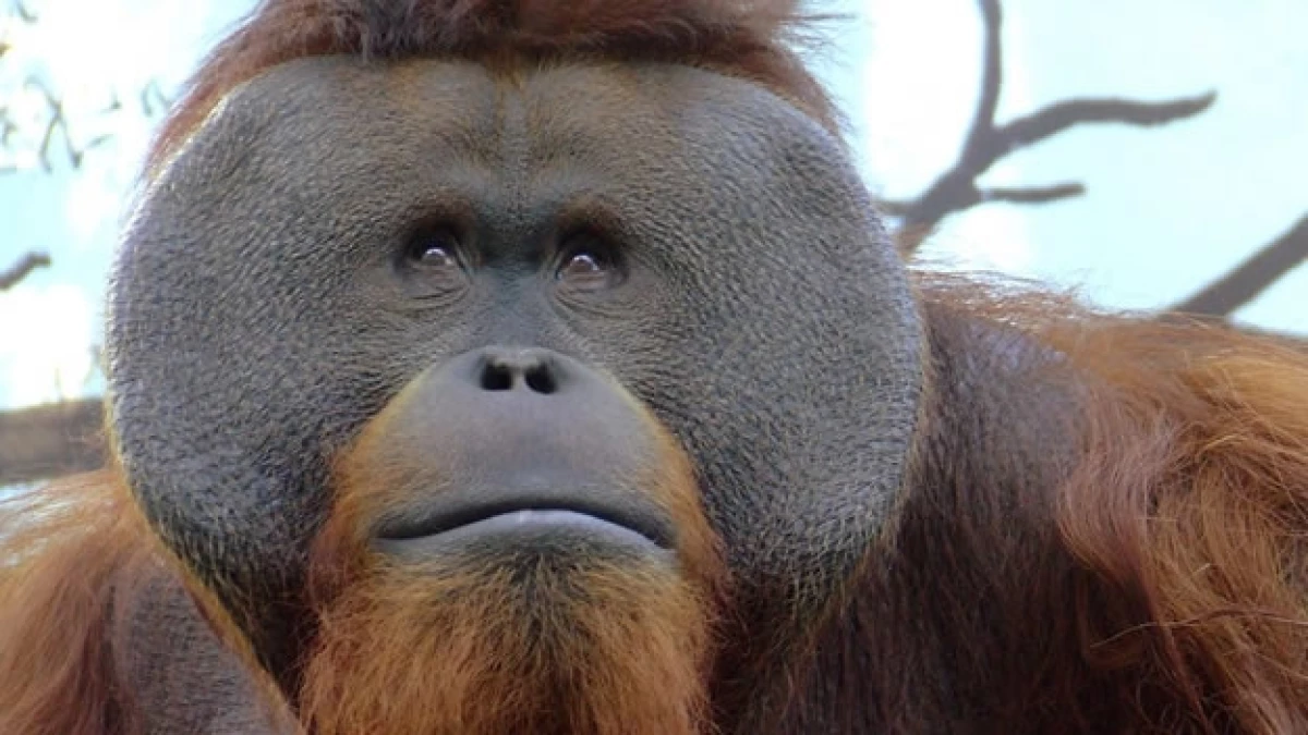 El orangután ?Jambi? falleció este viernes a consecuencia de una infección en el hígado