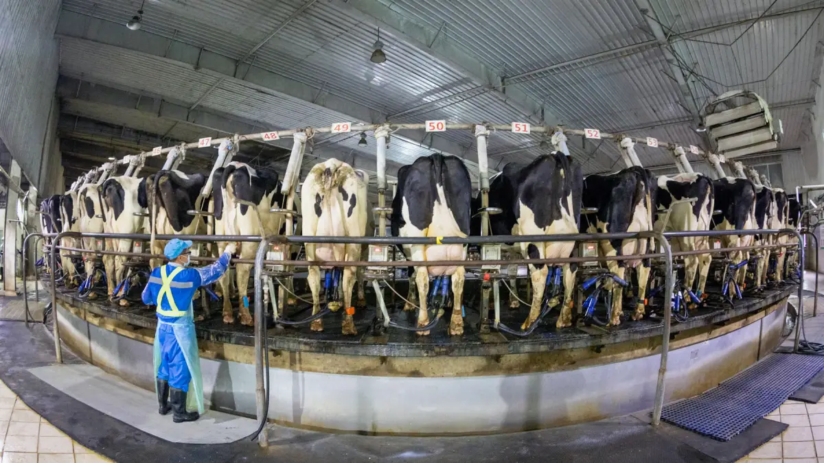 china-exceso-oferta-leche