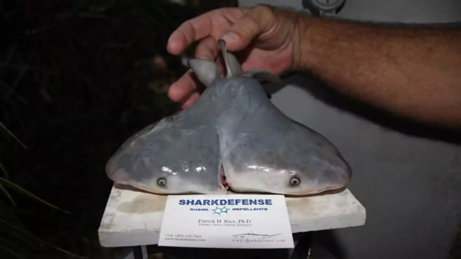 Feto de tiburón con dos cabezas