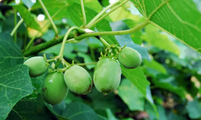 La jartopha es uno de los materiales que se pueden usar para generar biocombustibles. (Foto: Cortesía Sagarpa)