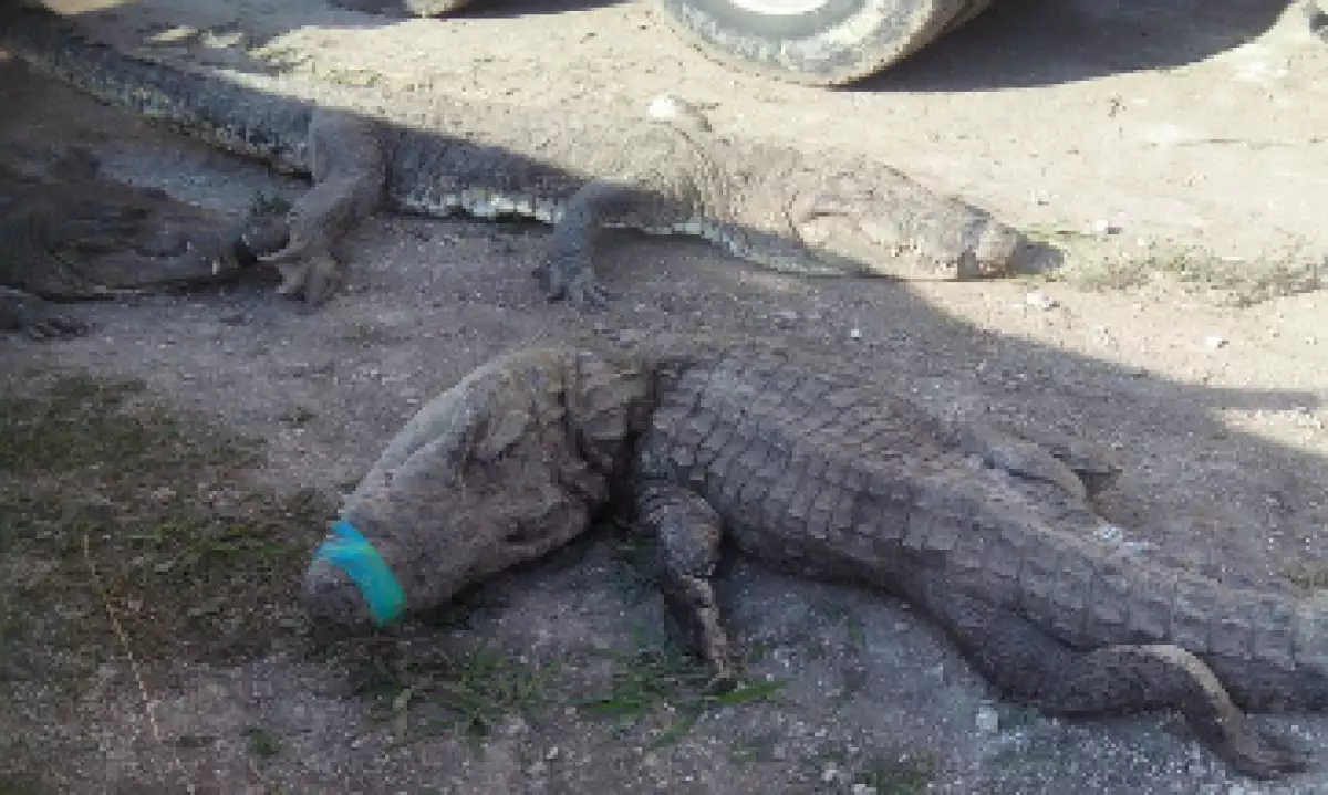 La Profepa dice que habrá una sanción económica para la empresa. (Foto: Profepa/ Cortesía)