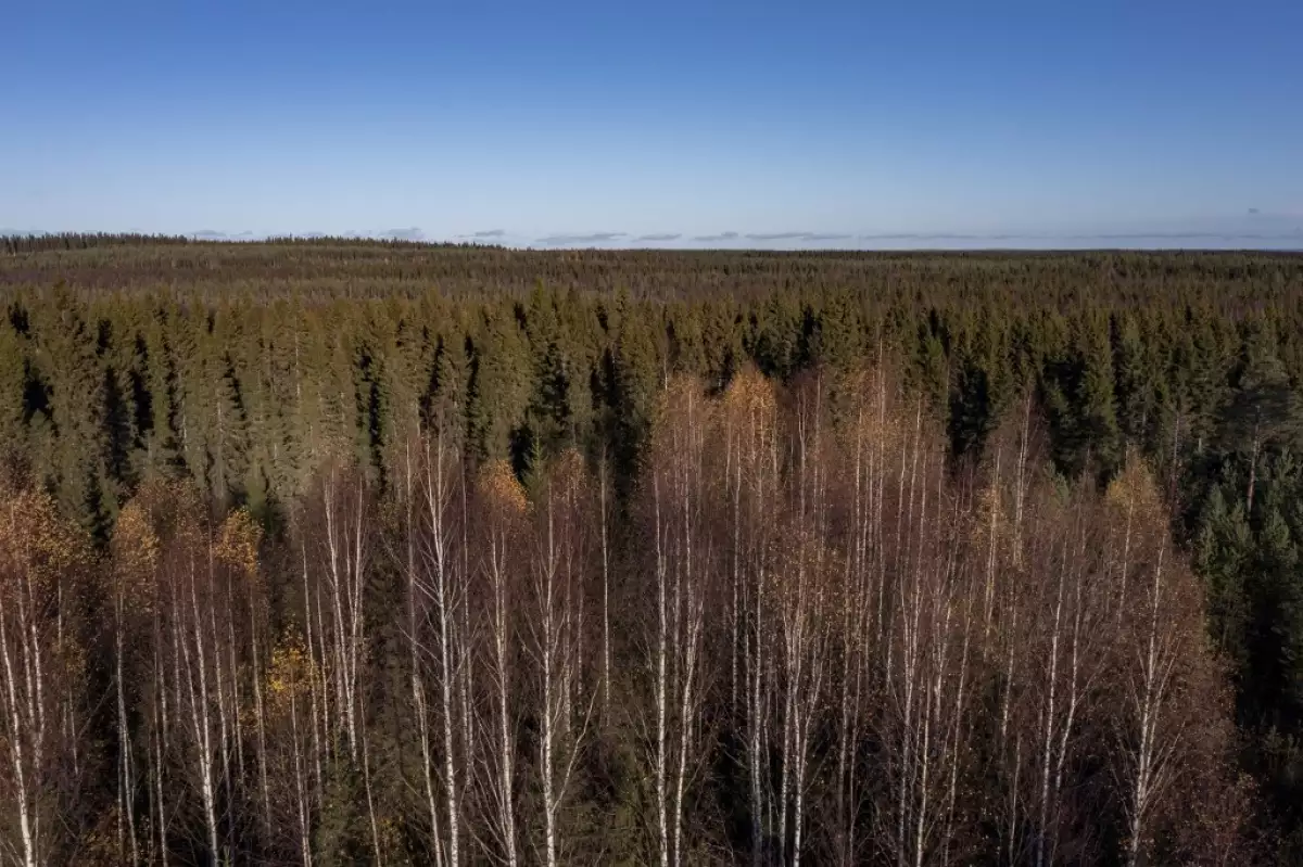 En esta foto de vista aérea tomada el 6 de octubre de 2022 muestra el bosque boreal sobre el círculo ártico en Lapland, Finlandia. 