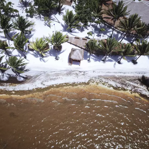 Miles de toneladas del alga llegan a los centros turísticos en la víspera del verano, en la imagen Playa Coral y Playa Ballenas Fe.