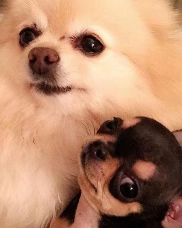 Paris Hilton pierde a su perro Diamond Baby y contrata a un detective de mascotas