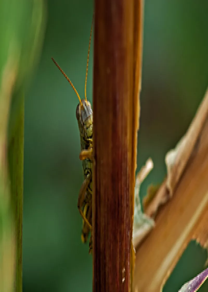 Chespirito logró gran éxito en Argentina, Brasil, Chile, Portugal y España; pero también llegó hasta África. “El Chavo del 8” ha sido doblado al alemán, japonés, portugués, ruso, francés y más.