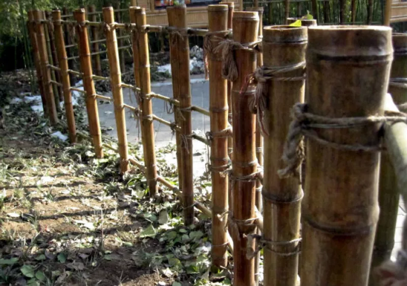 bambú_generico