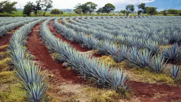 agave plantas