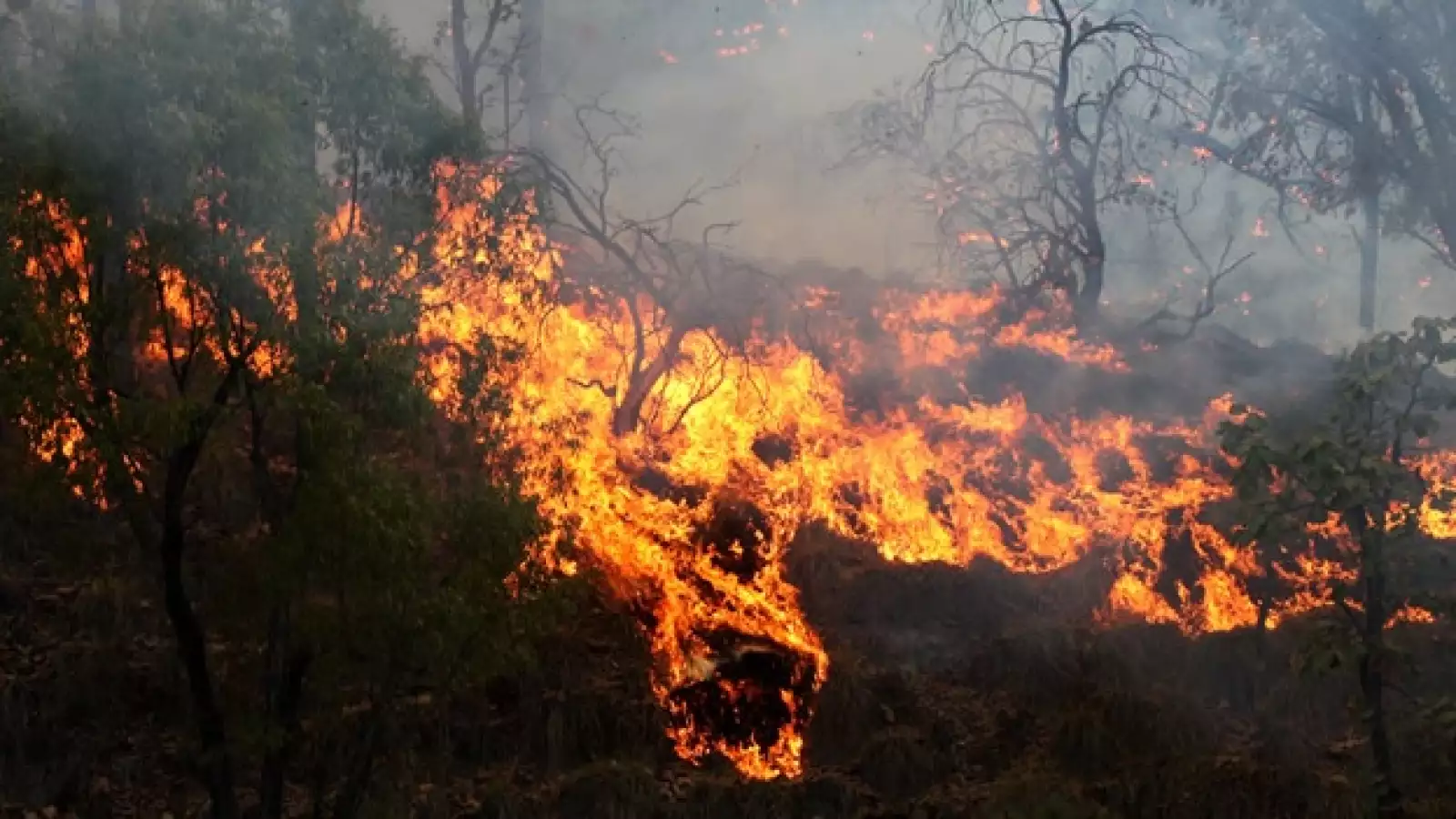 incendio La primavera guadalajara 3