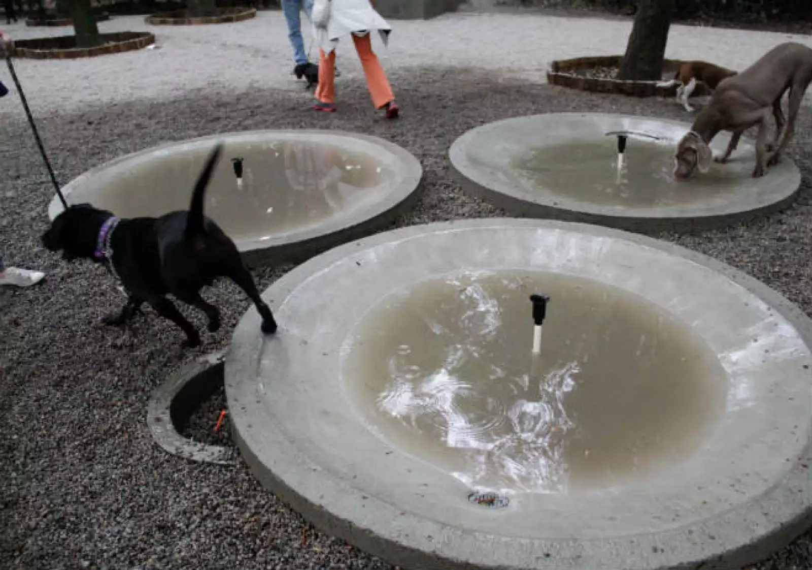 �rea canina Parque M�xico 3