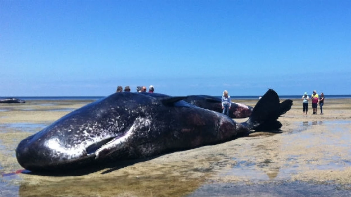 Mueren 6 ballenas al sur de Australia