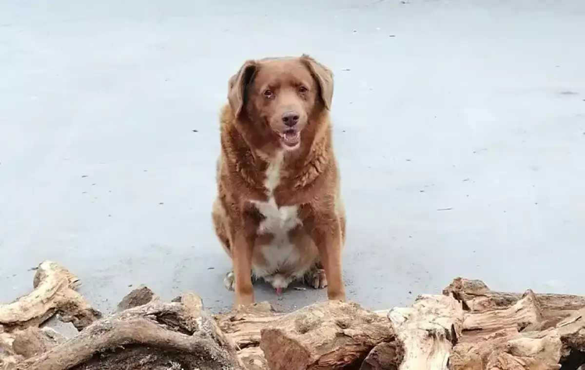 bobi-perrito-lonjevo