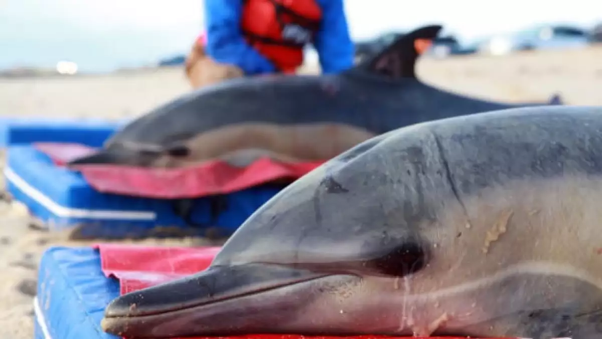 delfines especies acuaticas