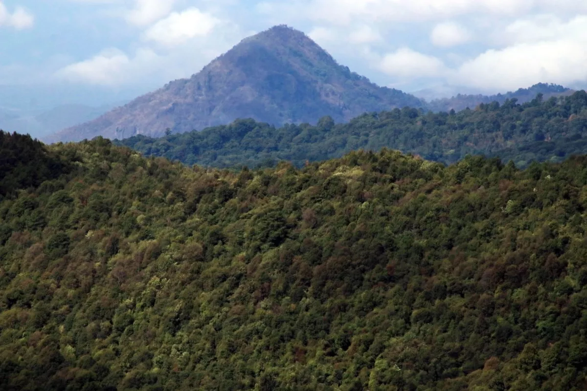 México firma declaración sobre bosques y uso de la tierra
