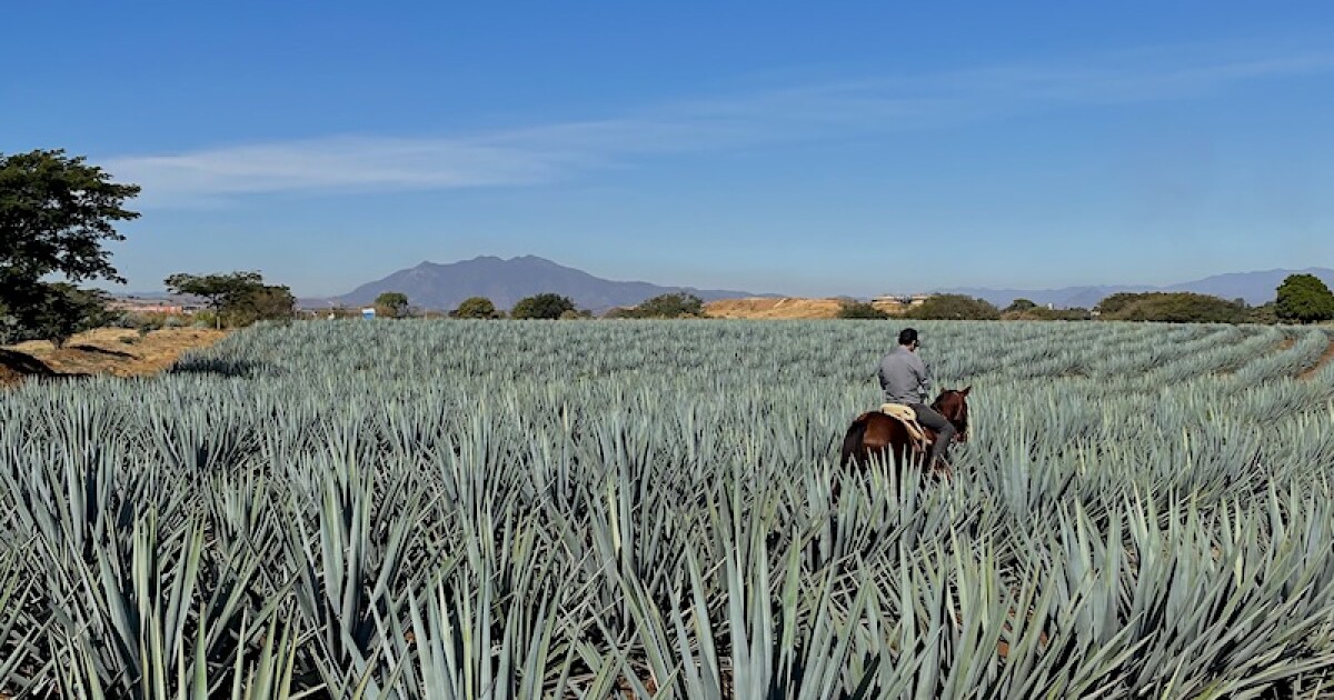 5 razones para viajar al Pueblo Mágico de Tequila, Jalisco