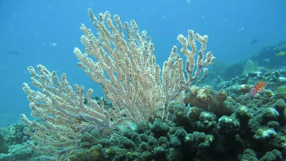 Cabo Pulmo es el único arrecife del Golfo de California