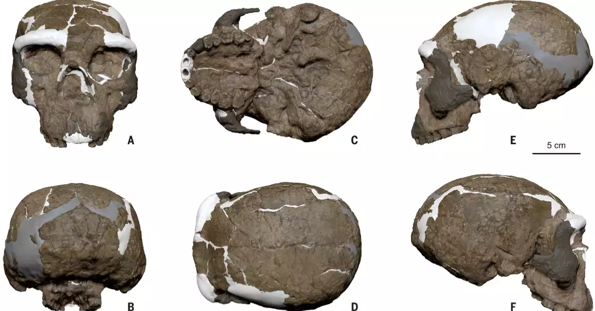 craneo-yunxian2-homo-sapiens.jpg