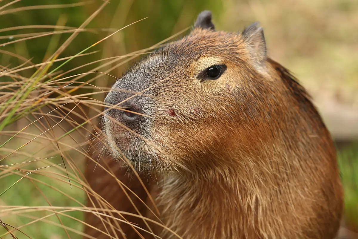 Capibaras