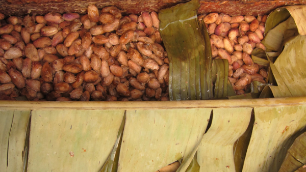 El sabor comienza con la fermentaci�n, que se produce en la finca inmediatamente despu�s de la cosecha