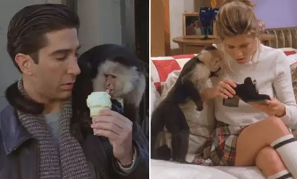 Rachel y Ross, una de la pareja protagonista de la serie jugando con Marcel.