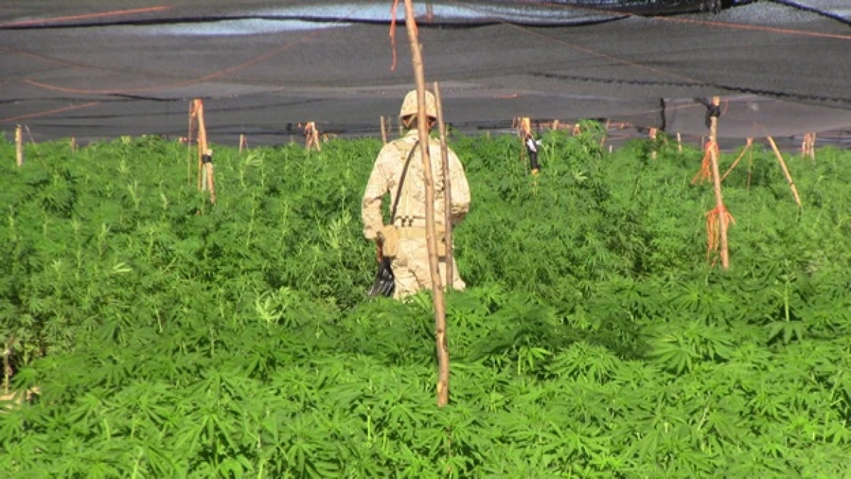 marihuana BC